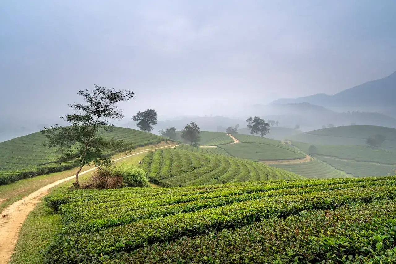sapa