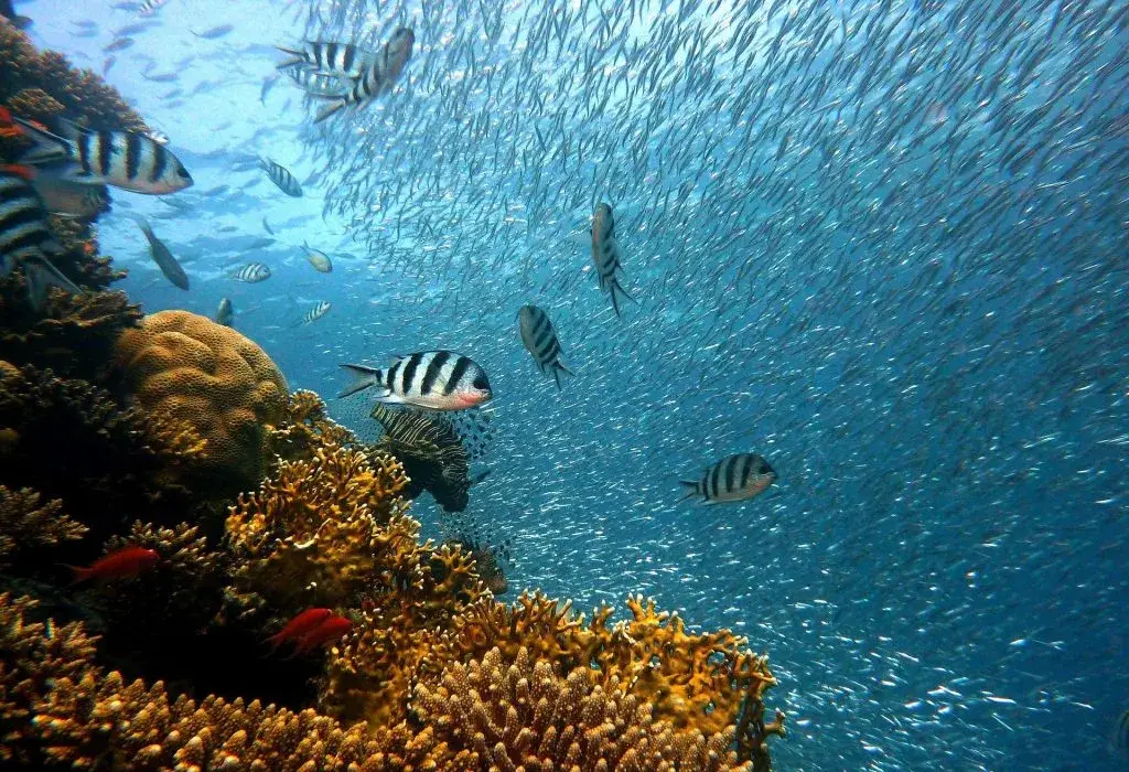 Poissons colorés et coraux dans les jardins de nudibranches à Phu Quoc, Vietnam