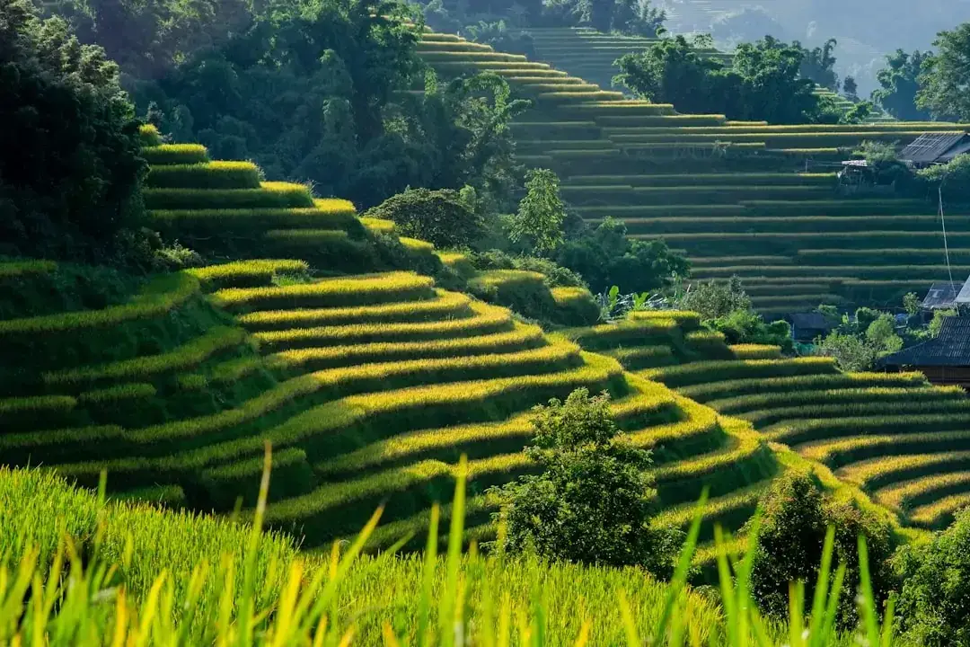 sapa